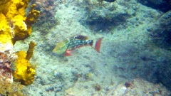 Stoplight Parrotfish Initial Phase (10
